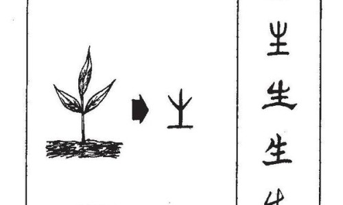 鱼腥草片的功效与作用及禁忌-鱼腥草泡水喝有什么作用与功效-鱼腥草水的功效与作用及禁忌,中国鱼腥草泡水喝功效与禁忌网站